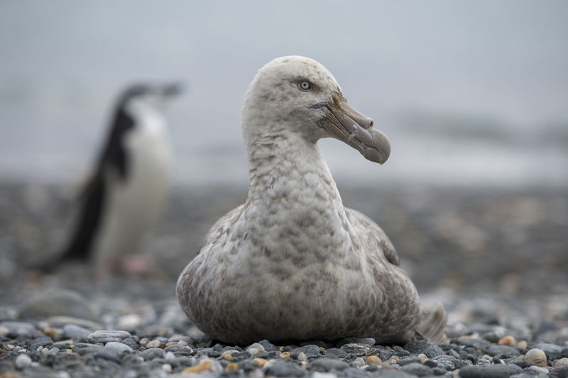Southern giant petrel resting on  beach and chinstrap penguin walking, elephant island, antarctica.