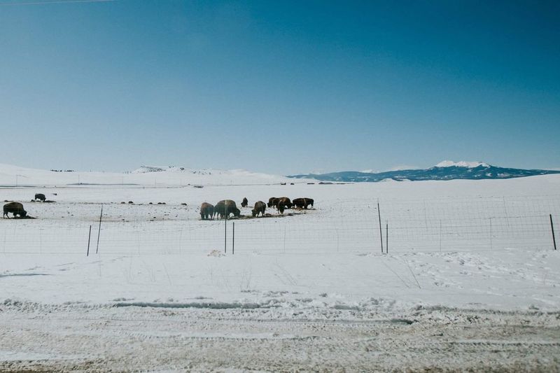 View of buffalo on landscape against blue sky