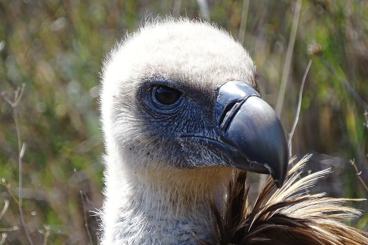 Close-up portrait of eagle