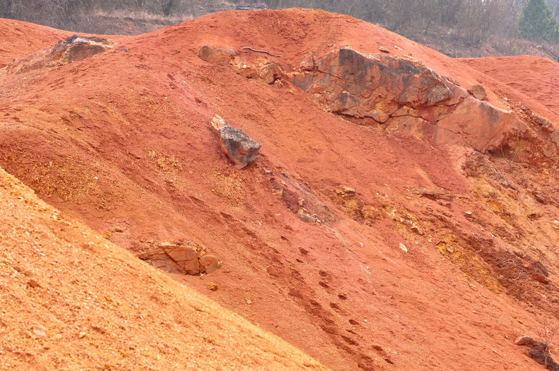Lizard on mountain