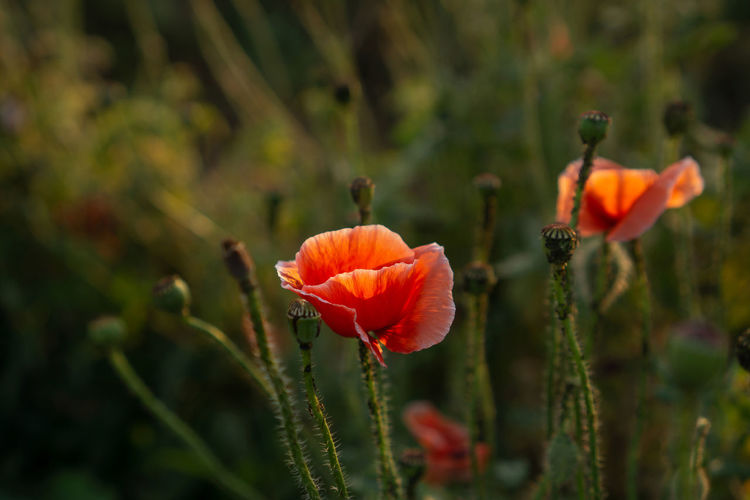 Field of orange petals of opium poppy flower blooming on blurry green leaves under sunlight evening