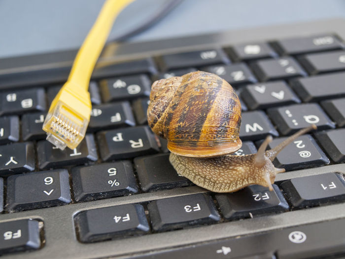 Close-up of snail on laptop