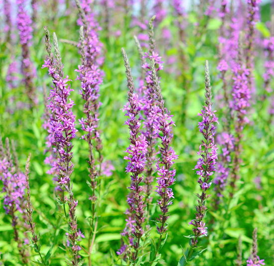 Close-up of purple lavender flowers in garden