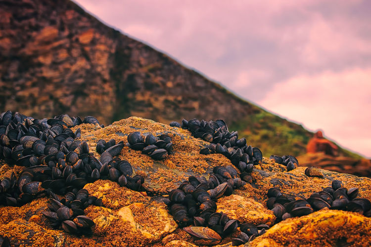 Close-up of mussels on rock formation against sky