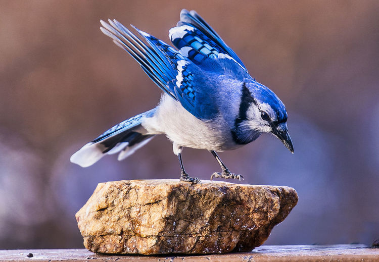 A bluejay lands on a rock in the backyard