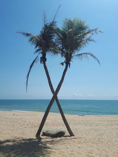 Palm tree on beach against clear sky