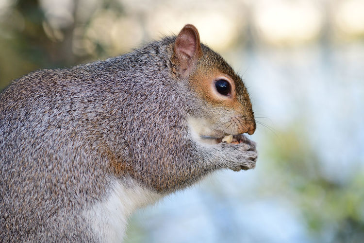 Sidee view of a grey squirrel eating a nut