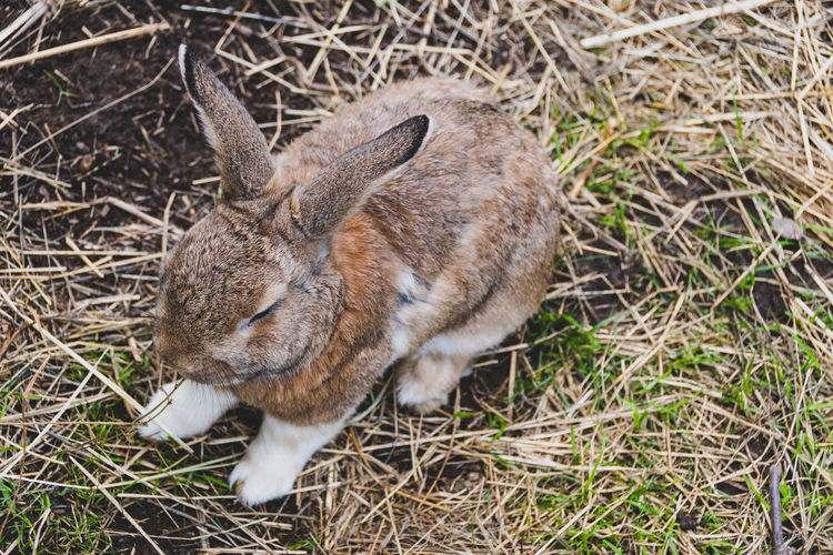 High angle view of rabbit on field