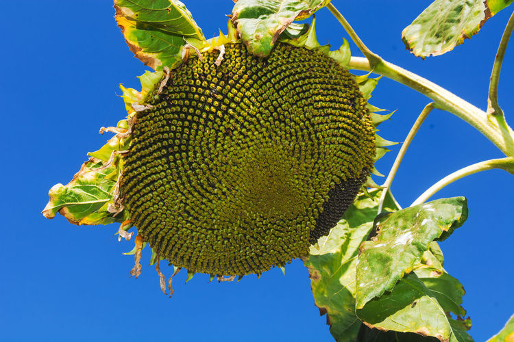 Low angle view of big sunflower against clear blue sky