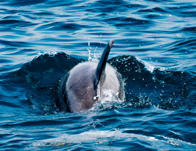Back view of a dolphin diving in the water