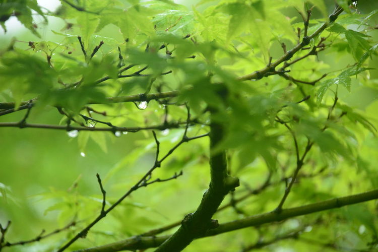 Low angle view of wet leaves on tree