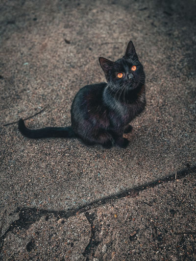 High angle portrait of black cat sitting outdoors
