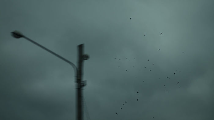 CLOSE-UP OF BIRDS FLYING IN SKY