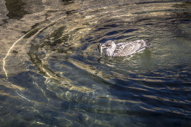 High angle view of bird swimming in lake
