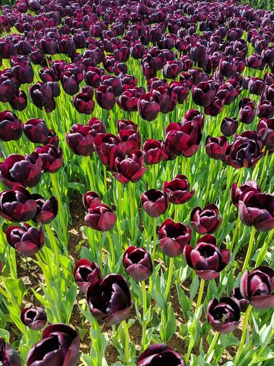 Full frame shot of purple tulip flowers on field