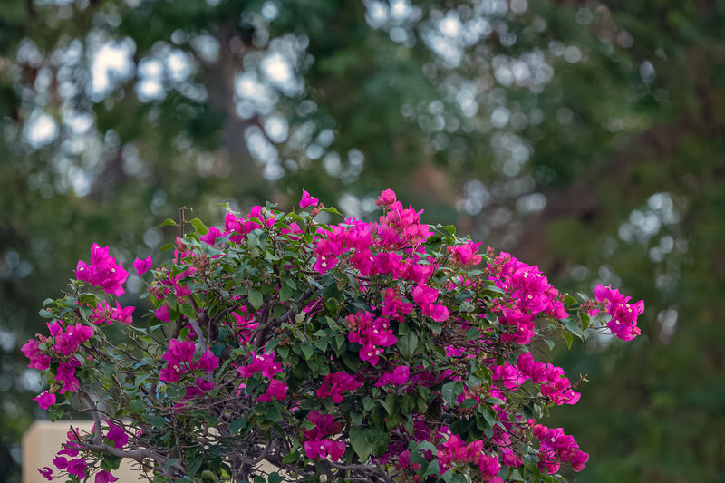 Close-up of pink flowering plants in park