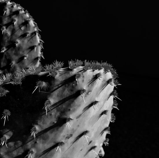 Close-up of cactus