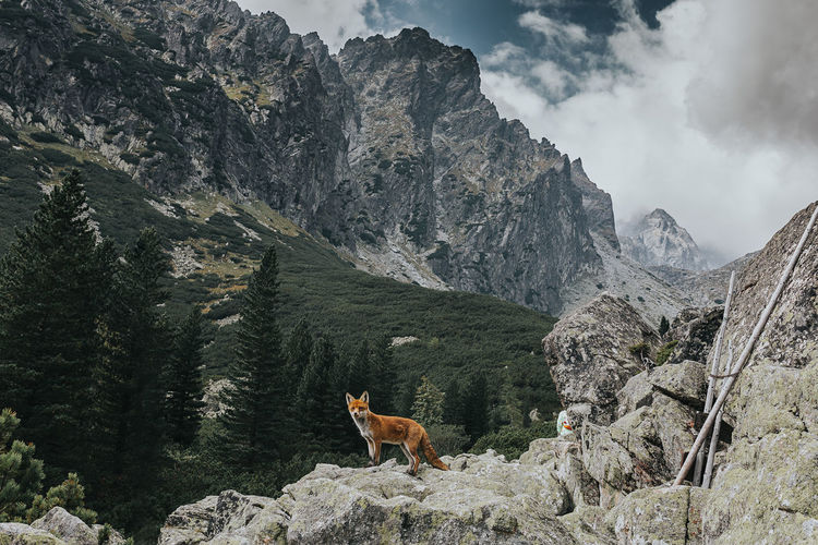 Fox standing on rocks against mountain range