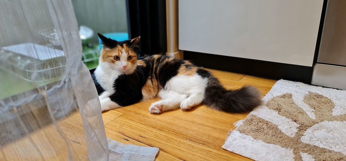 Portrait of cat sitting on floor