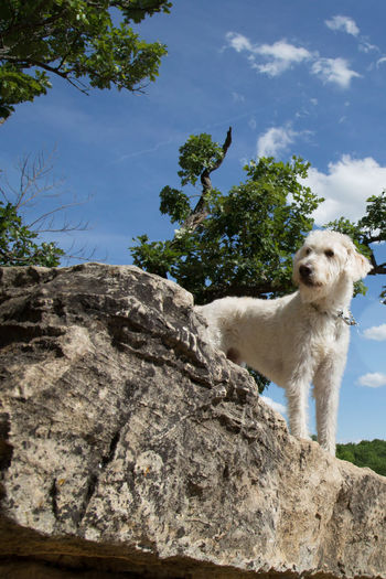 Dog standing on landscape