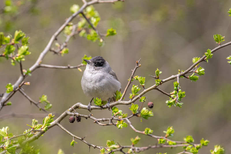 Close-up of bird perching on branch