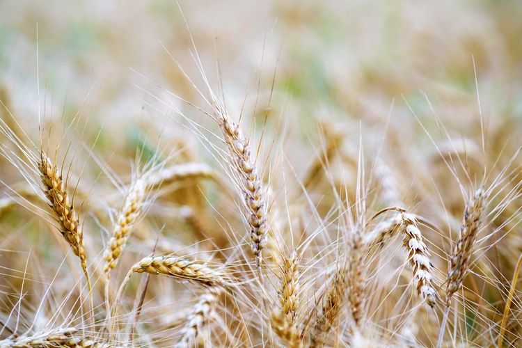 Textured close up view on wheat ears in high res