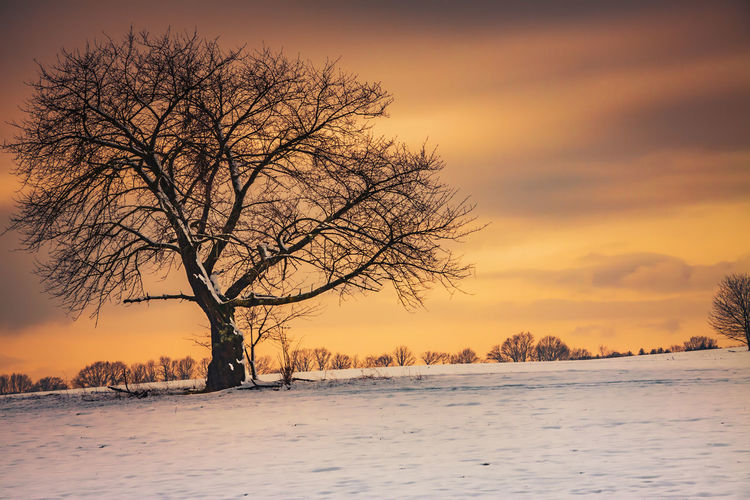 Bare tree on snow field against sky during sunset