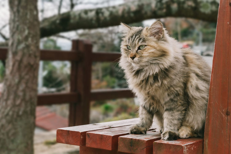 Cat in onomichi city, hiroshima, japan
