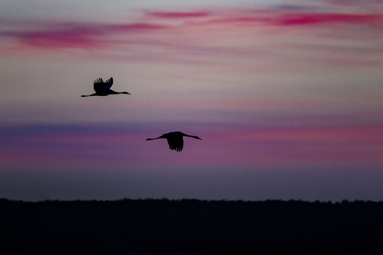 Silhouette birds flying in sky