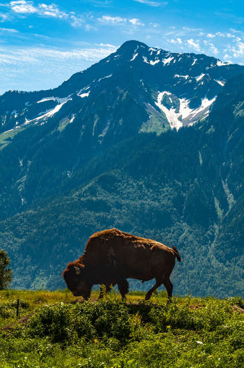 American bison grazing on mountain against sky
