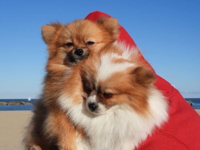 Close-up portrait of two pomeranian dogs
