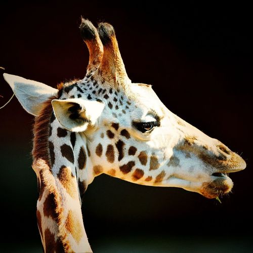 Headshot of giraffe