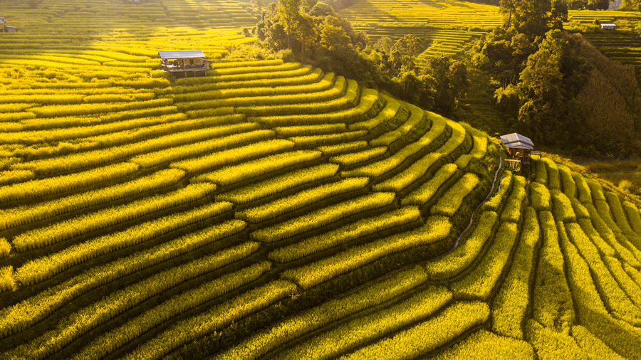Rice terrace fields  in aerial view at pabongpeang , maejam village , chaingmai province of thailand