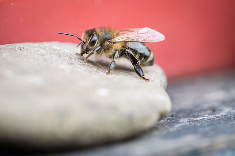 Close-up of bee on rock