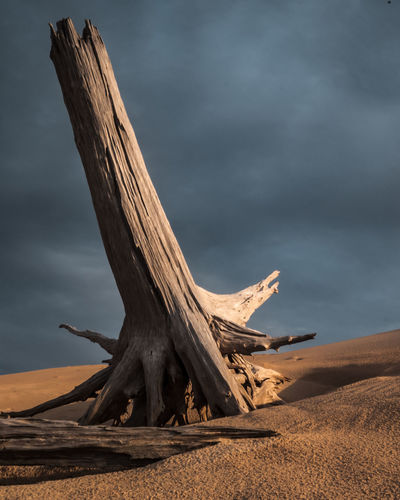 Dead tree on sand at beach against sky