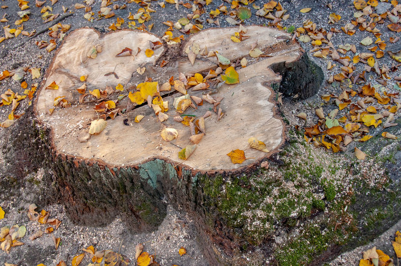 High angle view of lichen on rock