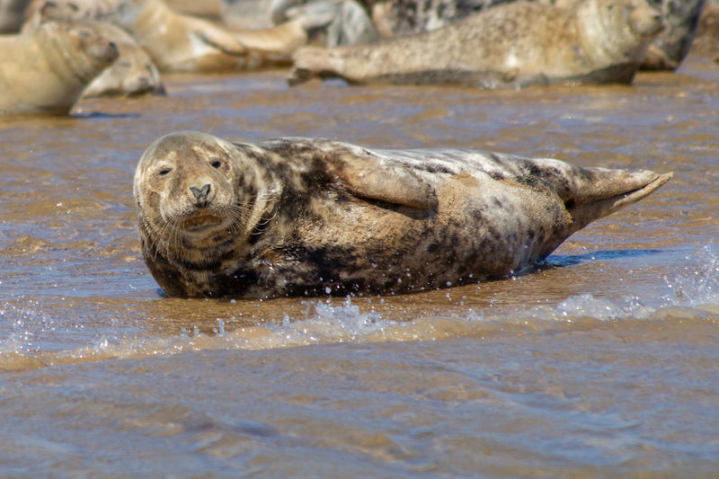 Seal basking on the sand