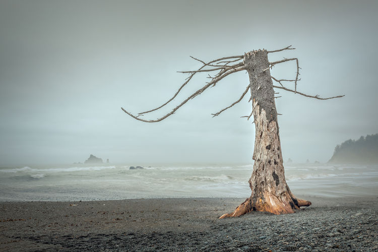 Driftwood on tree by sea against sky