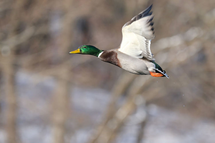 Mallard duck fly by