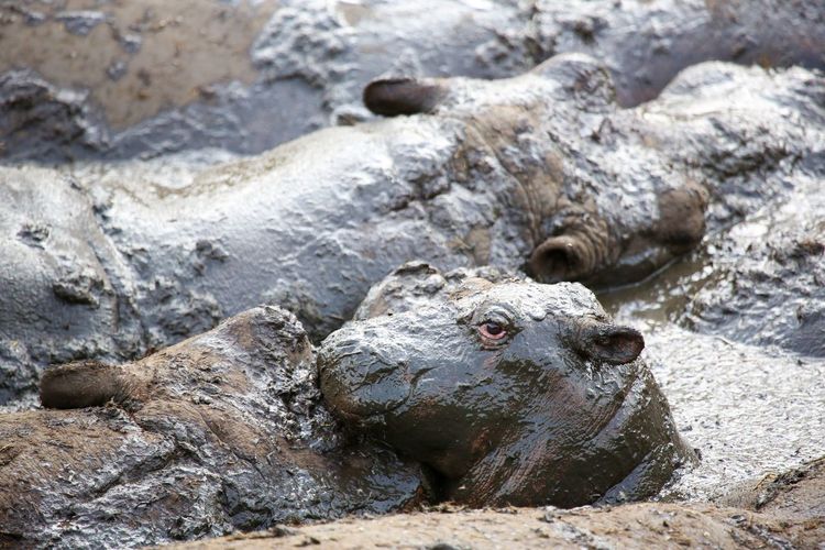 Close-up of hippos in mud