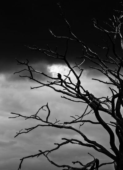 Low angle view of birds perching on bare tree