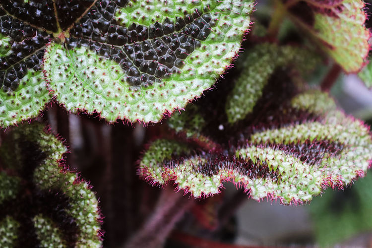 Macro of the puckered leafes on a iron cross begonia.