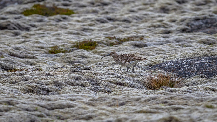 A well camouflaged bird walks carefully in the icelandic terrain