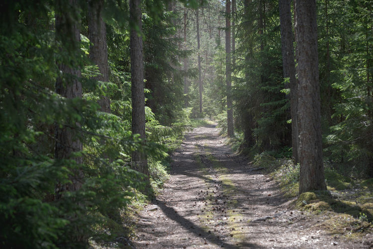 The road in the coniferous forest. pines and spruces along the road
