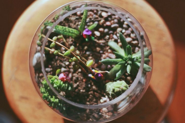 Close-up overhead view of terrarium