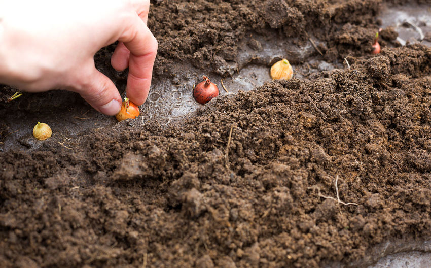 The hand plants the bulbs in the ground in the garden.springtime, garden plants, working on a plot 