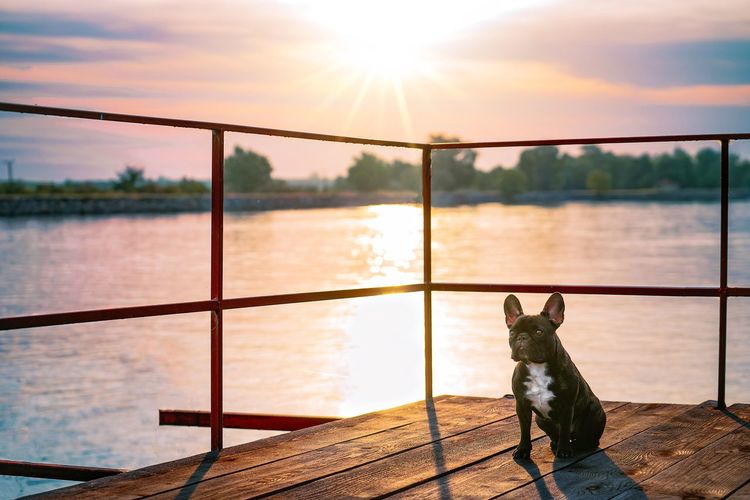 Portrait of cat sitting on pier over sea against sky during sunset