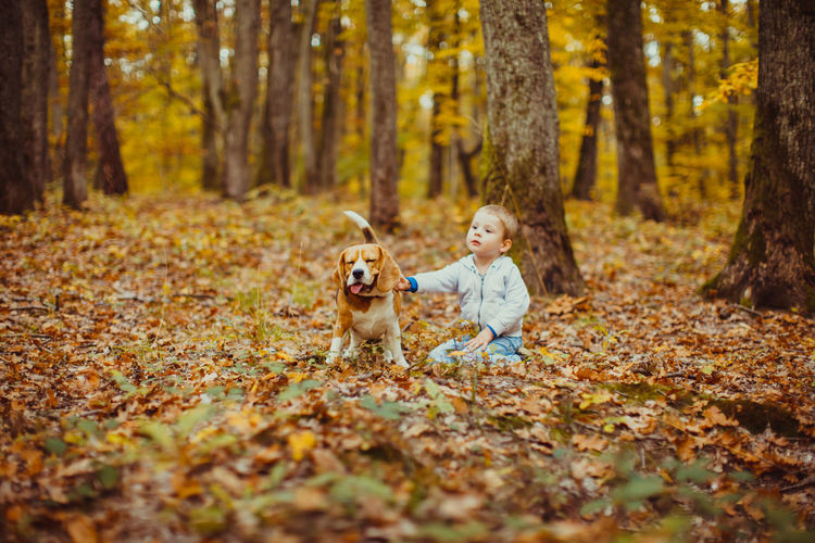Dog in forest during autumn