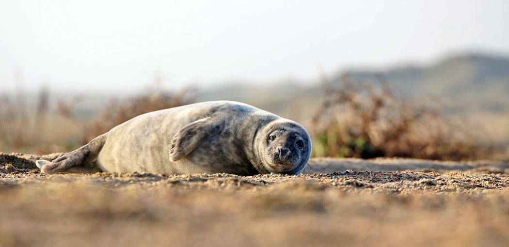 Surface level of animal lying on sand