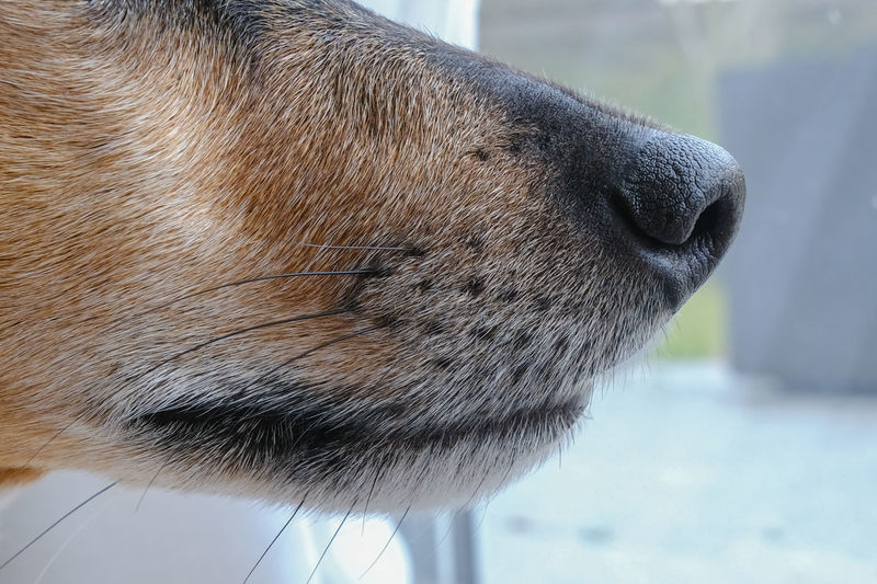Close-up of dog looking away